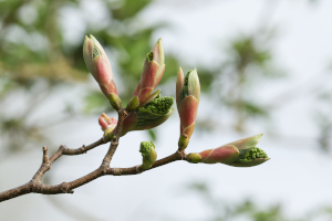 Sycamore Buds